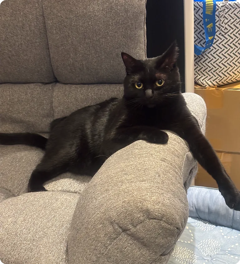 ソファの上でくつろぐ黒猫