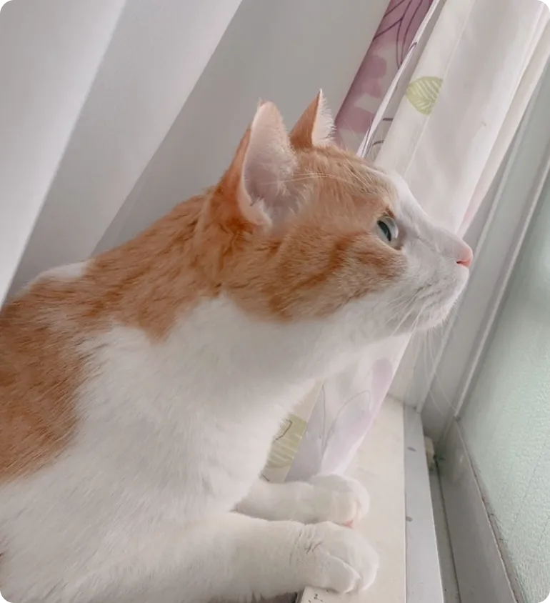 窓の外を見る白茶猫