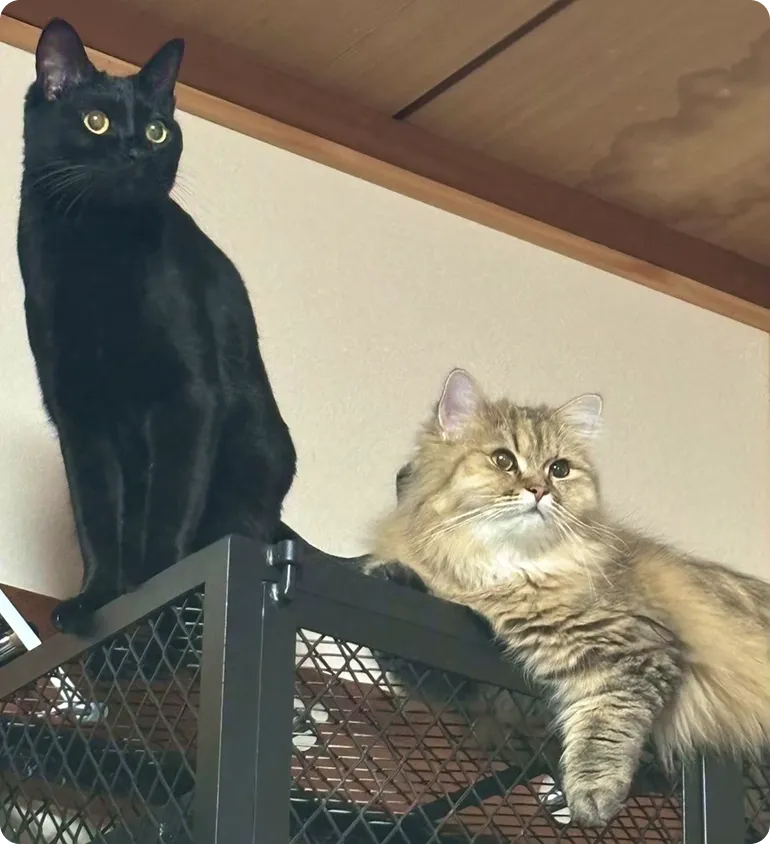 室内にいる黒猫
