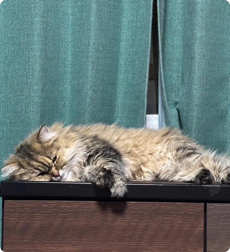 保護猫の写真